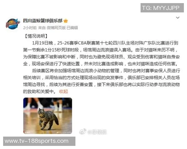 四川男篮积极行动救助流浪猫计划后续妥善安置关爱生命